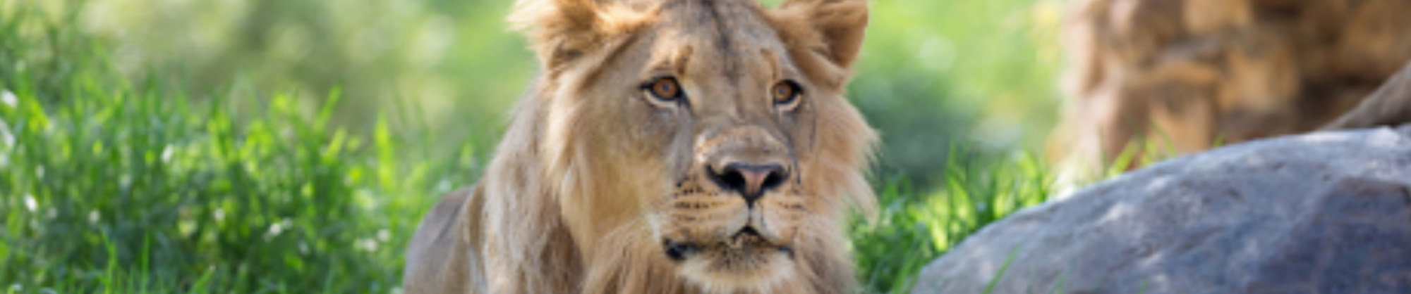 Closeup photo of a lion 