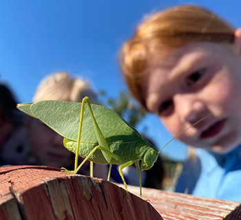 Closeup of an inquisitive student looking at a leaf-bug